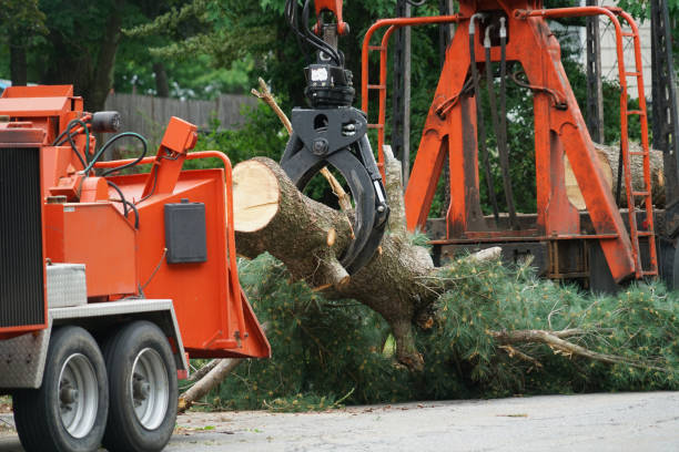 Best Utility Line Clearance  in Windsor, CA